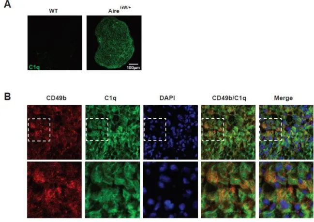 Figure 2. 6: C1q is expressed in neuropathic sciatic nerve and co-localizes with  CD49b
