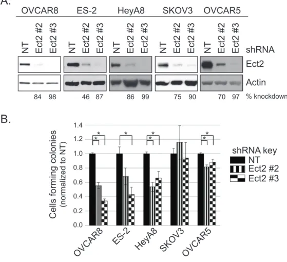 Figure 4.3.  Ect2 is required for transformed growth of ovarian cancer cell lines.  Our  ovarian  cancer  cell  lines  that  grow  robustly  in  an  anchorage-independent  manner  were  evaluated  for  the  importance  of  Ect2  in  transformed  growth
