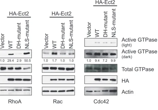 Figure 4.4.  RhoGEF activity is required for Ect2-mediated transformed growth.  A. A  catalytic  DH-domain  mutant  (E428A/N608A)  of  Ect2  is  impaired  in  RhoGEF  activity  on  RhoA  and  Rac1  but  not  Cdc42