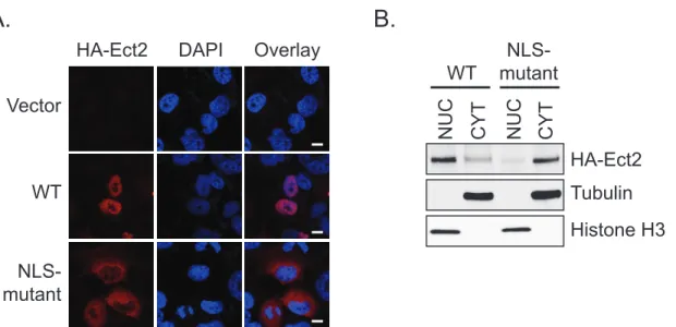 Figure  4.5.    Predominantly  nuclear  localization  is  required  for  Ect2-mediated  transformed  growth