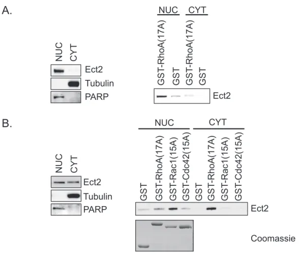 Figure 4.6.  Some nuclear Ect2 is present in an active conformation that has enhanced  specificity for Rac
