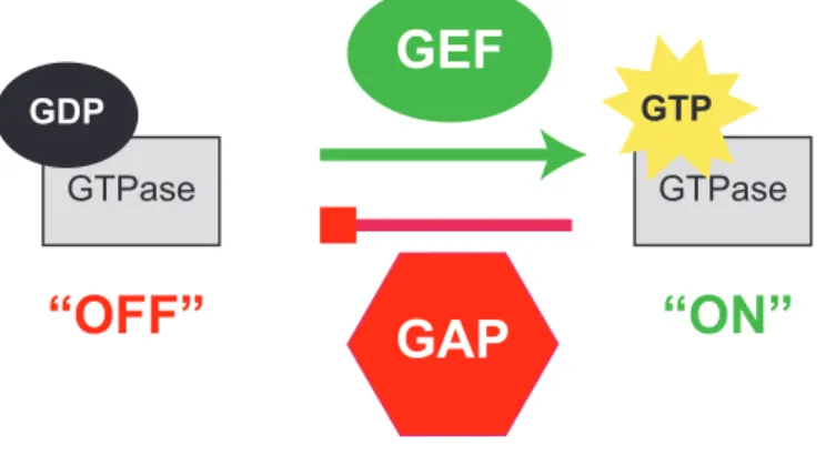 Figure 1.1.  GTPases activity is regulated by GEFs and GAPs.  GTPases act as molecular  switches within the cell