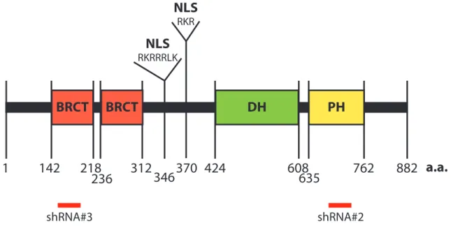 Figure 1.6.  Domain structure of Ect2. SMART (simple modular architecture research tool)  was  used  to  define  the  domains  of  the  Homo  sapiens  Ect2  sequence  (GenBank  accession  number AY376439)