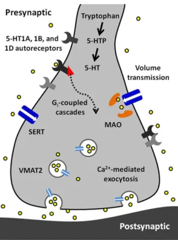 Figure 5Figure 1.5 A synopsis of the findings presented in this article. 