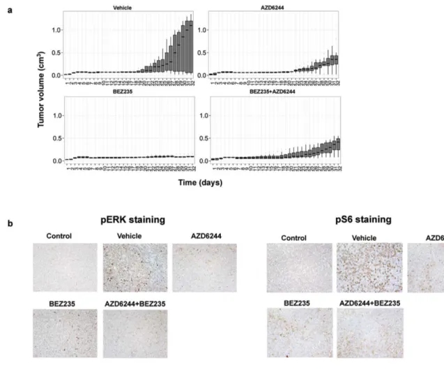 Figure 2.2. Combined inhibition of the MEK/ERK and PI3K/mTOR pathways is no more  effective at reducing tumor burden than single blockade of the PI3K/mTOR pathway in vivo
