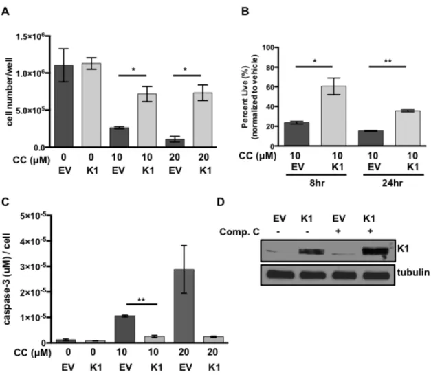 Figure 3.3. K1 expression provides a survival advantage in cells treated with  compound C