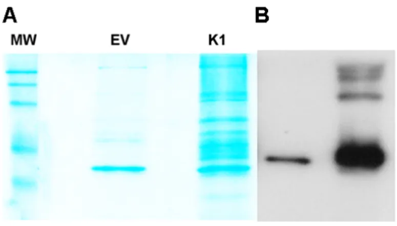 Figure 3.4. K1 associating proteins determined by mass spectrometry. A) Stable cell  lines expressing a FLAG and HA double epitope-tagged version of K1 and EV HEK-293  cells were subjected to tandem affinity purification