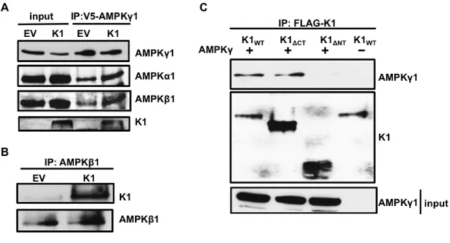 Figure 3.6. The K1 N-terminus is important for association with AMPKγ1. (A) HEK-293  cells stably expressing empty vector (EV) or FLAG-K1 (K1) were transfected with 