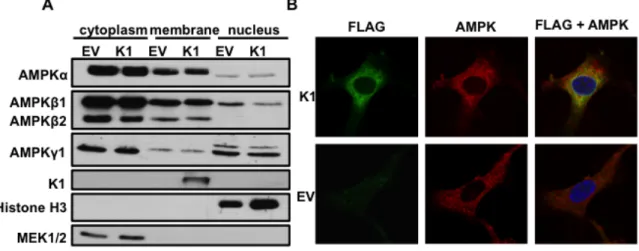 Figure 3.7. K1 and AMPK are visualized in membranes and the perinuclear area of the  cell