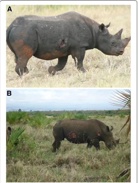 Figure 1 Extensive filarial like lesion in (A) a black rhino, Toyo,and (B) a white rhino, Stella.