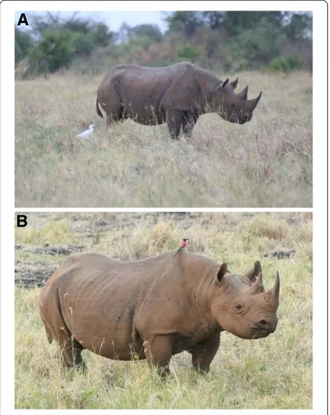Figure 5 A black rhino, Kelele, (A) before and (B) aftertreatment.