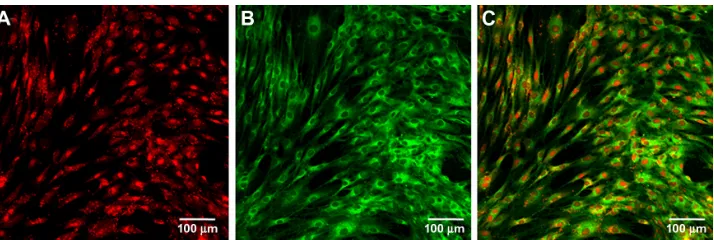Figure 1 Morphological characterization of microRNA reverse transfection formulations