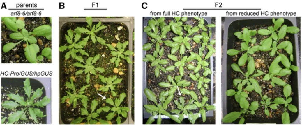 Figure 1. The P1/HC-Pro phenotype is largely retained in the F1 but lost in the F2 generation of a cross with the arf8-6 mutant.