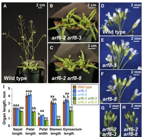 Figure 4. Comparison of arf8-3 and arf8-8 devel- devel-opmental phenotypes. A to C, 5-week-old  wild-type, arf6-2 arf8-3 and arf6-2 arf8-8 plants