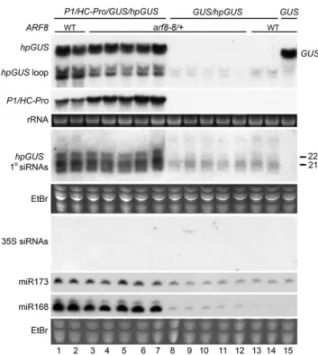 Figure 6. The arf8-8 mutation has no effect on molecular measures of P1/HC-Pro function in the F1 generation of a cross to our P1/HC-Pro line