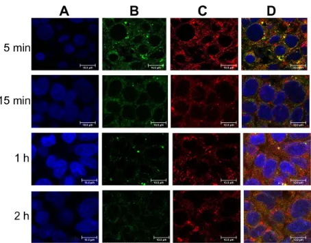 Figure 6 Binding and internalization of complexes of FITC-labeled DC-Chol/DOPE (2/3) liposomes/rhodamine-labeled pH-sensitive liposomes with a charge ratio of 1/1 (m/m [+/−]) in HepG2 cells observed by confocal microscopy