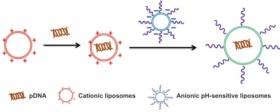 Figure 1 Schematic diagram for formation of complexes containing cationic liposomes and anionic pH-sensitive liposomes.