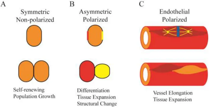 Figure 1.1 – Types of Cell Divisions during Development and the Vasculature  