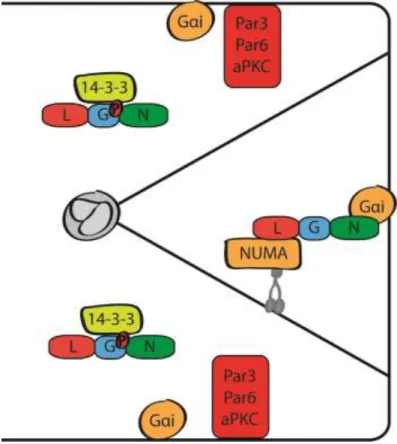 Figure 1.2 – Selective localization of LGN at the membrane directs spindle  orientation 
