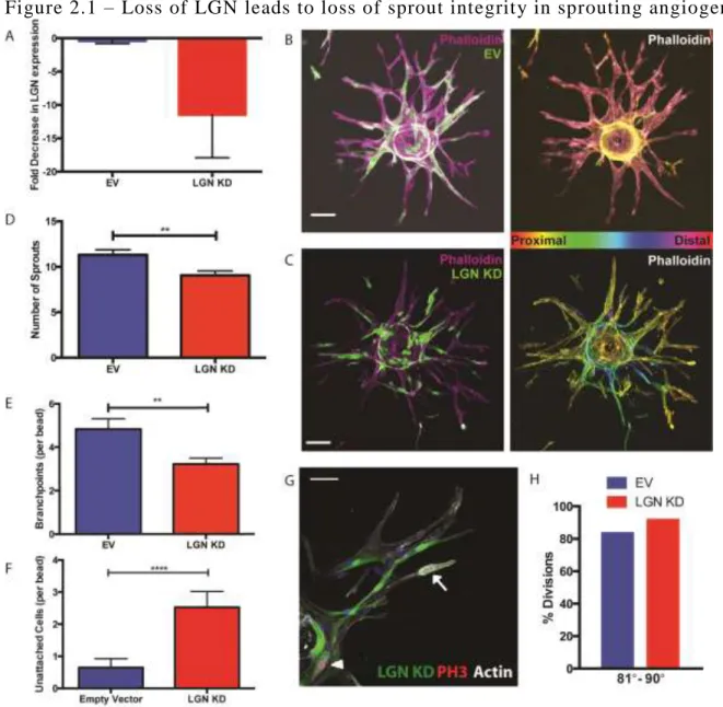 Figure 2.1 – Loss of LGN leads to loss of sprout integrity in sprouting angiogenesis  