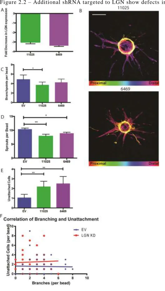 Figure 2.2 – Additional shRNA targeted to LGN show defects  in angiogenic sprouts  