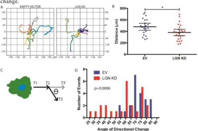 Figure 2.3 – LGN KD HUVEC display reduced migratory capacity and directional  change. 