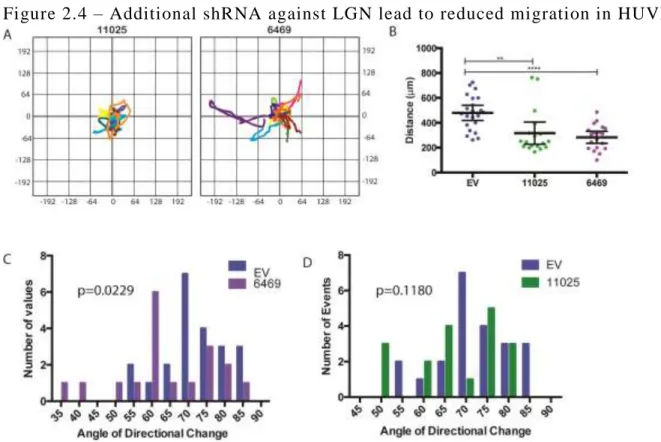 Figure 2.4 – Additional shRNA against LGN lead to reduced migration in HUVEC  