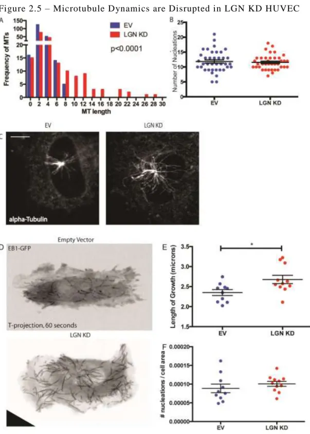Figure 2.5 – Microtubule Dynamics are Disrupted in LGN KD HUVEC  