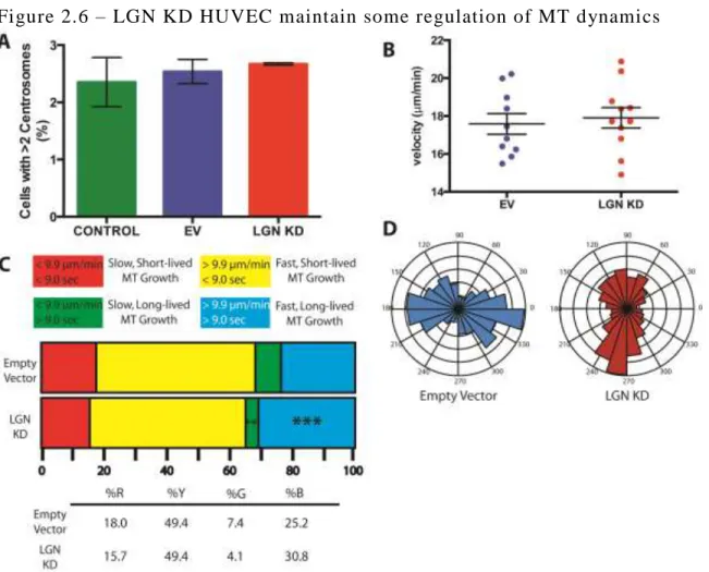 Figure 2.6 – LGN KD HUVEC maintain some regulation of MT dynamics  