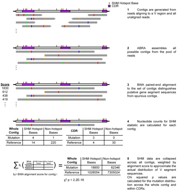 Figure 2.9  Method of calculating likelihood of enrichment for somatic hypermutation from mRNA- mRNA-seq reads mapping to BCR segment loci.