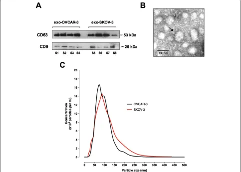 Figure 2 Characterisation of exosomes from ovarian cancer cell lines. (A) Representative image of western blot for the presence of CD63and CD9