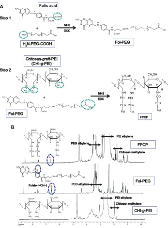 Figure 1 (A) Proposed reaction scheme for synthesis of FPCP. (B) Representative 1H nuclear magnetic resonance spectra for FPCP in D2O: δ = 6.8 ppm (=CH−, folic acid), δ = 3.6–3.1 ppm (−CH2CH2O−, PEG ethylene), δ = 2.8–2.2 ppm (−NHCH2CH2−, PEI ethylene), and δ = 2.0–1.9 ppm (−CH3, chitosan methylene).Abbreviations: NHS, N-hydroxysuccinimide; DCC, dicyclohexylcarbodiimide; EDC, N-(3-dimethylaminopropyl)-N′-ethylcarbodiimide hydro chloride; PEI, polyethyl-enimine; FPCP, folated poly(ethylene glycol)-chitosan-graft-polyethylenimine; Fol, folate; PEG, polyethylene glycol.