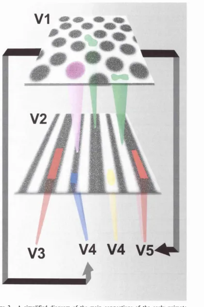 Figure 2. A simplified diagram of the main connections of the early primate visual system