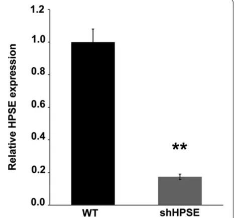 Figure 1 Heparanase (HPSE) silencing efficiency evaluated byRT-PCR. Histogram represents the relative HPSE gene expression inwild-type (WT) and HPSE-silenced (shHPSE) cell lines