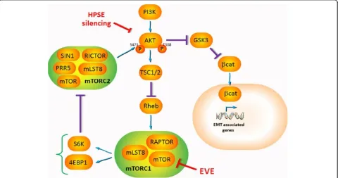 Figure 8 Supposed mechanism of EVE-induced EMT. The treatment with high doses of Everolimus activates the EMT pathway in tubular cells.It is known that mTORC2 complex participates in AKT activation (S473 phosphorylation) and AKT is a central signal pathway