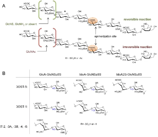 Figure 1.3. Substrate recognition of C 5 -epimerase and 3OST. A. The epimerization reaction of C 5 -epi  is reversible or irreversible depending on the GlcN three sugars towards the nonreducing end of the  glucuronic acid to be modified