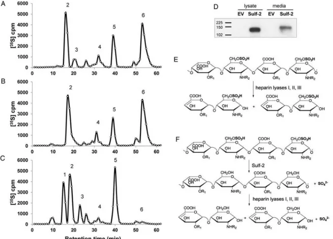 Figure  3.1.  Disaccharide  composition  of  Sulf-2-treated  and  untreated  [ 35 S]HS