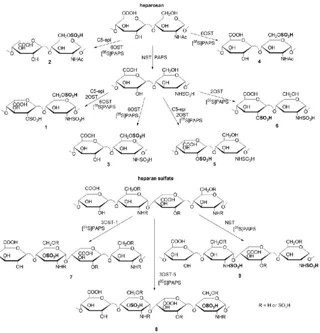 Figure 3.2. Synthetic scheme for the  35 S-labeled HS constructs. Heparosan or heparan sulfate were  treated with heparan sulfate biosynthetic enzymes and PAPS to achieve the desired sulfation groups  and epimerization of the uronic acid
