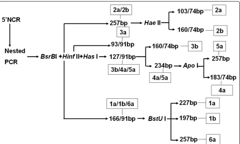 Figure 4 The scheme of genotyping of HCV from recruited volunteer donors. Samples were prepared and nested-PCR was performed.After that, serial restriction enzyme digestion was administrated to PCR products according to reports[7,8,20].