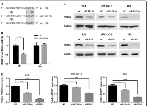 Figure 6 miR-124-3p directly targets ROCK1. (A) Oligonucleotides containing the predicted miR-124-3p binding sites in the 3′UTR of ROCK1mRNA was synthetized, while mutations on the “seed” sequences are designed as below