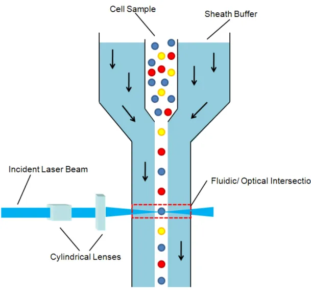 Figure 1.1  Schematic of a typical flow chamber in a conventional flow cytometry  system, illustrating the principle of hydrodynamic focusing that ensures proper cell  alignment for passage through a fluidic/ optical intersection