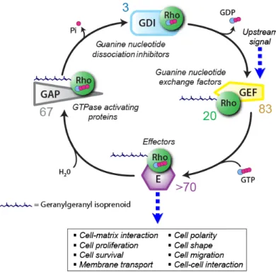 Figure 1-2 Rho GTPase Signaling [9] 
