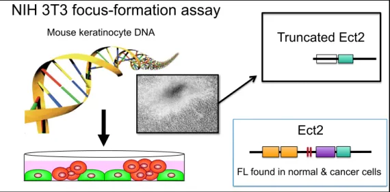 Figure 1-4 Discovery of Ect2 in NIH 3T3  