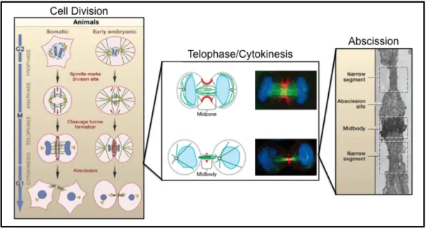 Figure 1-5 Cytokinesis[20, 21, 23] 