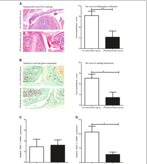 Figure 4 Effects of exogenous IFN-groups *:β treatment on the inflammation and cartilage destruction in CAIA model mice