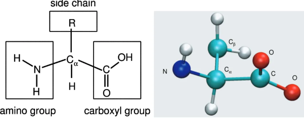 Figure 2.1: Left: a schematic illustration of an amino acid. Right: the 3D structure of an amino acid (Alanine) whose side chain contains a single carbon atom