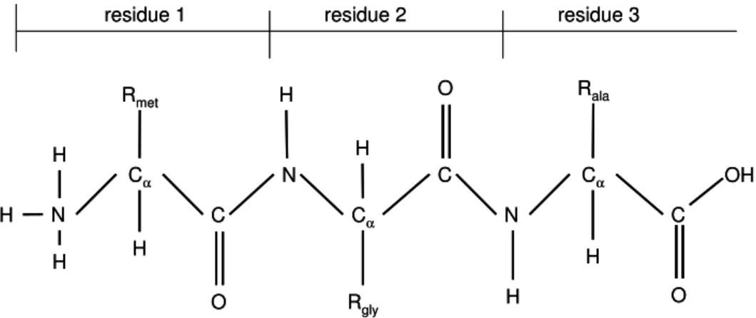 Figure 2.2: A schematic illustration of a polypeptide with three residues: Met, Gly and Ala.