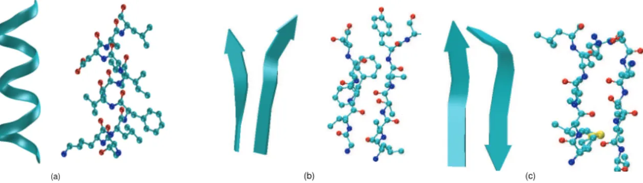 Figure 2.3: A schematic illustration of the α-helix and the β-sheet secondary structures