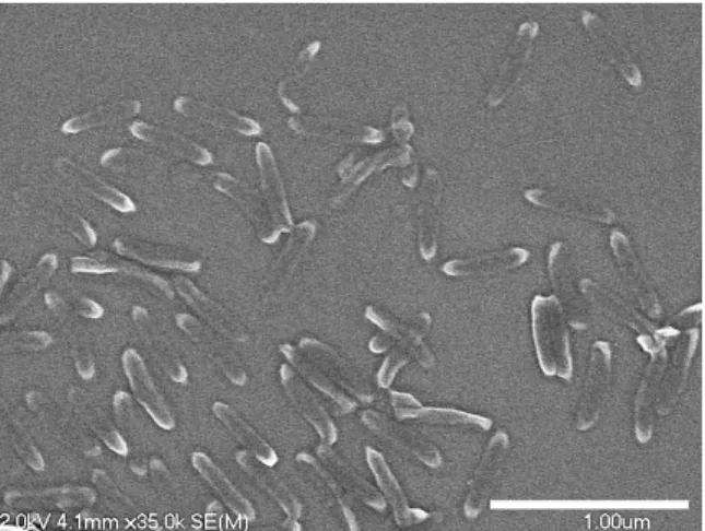 Figure 2.10 80x320 nm Hydrogel PRINT Particles. SEM image of unmodified 80x320 nm  hydrogel PRINT particles