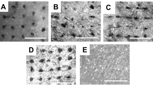 Figure 3.2 Microneedle Skin Penetration. Penetration of excised murine skin is visible after  application of (A) PEG 350, (B) PEG 550, (C) PCL, and (D) PAA microneedles and staining  with tissue marking dye
